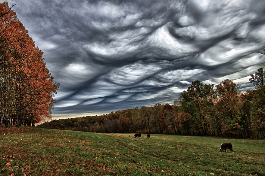 asperatus