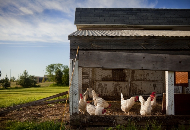 Des poules … sur Twitter !