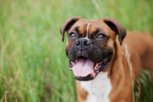 Animaux de compagnie : L’homéopathie pour la santé et le bien-être de votre chien