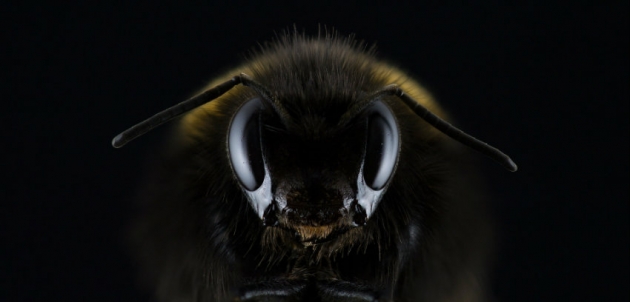 Abeilles : récolte de miel quasi-nulle pour 2016